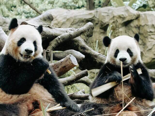 Membuat Tabel Pivot untuk Analisis Data mendalam di Pandas